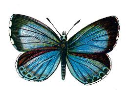 Attēlu rezultāti vaicājumam “Celastrina argiolus female”