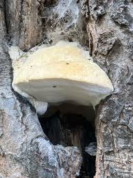 Attēlu rezultāti vaicājumam “Aurantiporus fissilis”