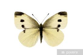 Attēlu rezultāti vaicājumam “Pieris brassicae male”