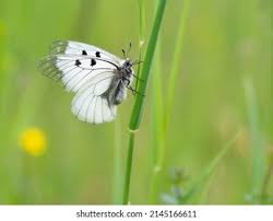 Attēlu rezultāti vaicājumam “Parnassius mnemosyne upperside”