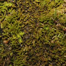 Attēlu rezultāti vaicājumam “Grimmia muehlenbeckii sporophyte”