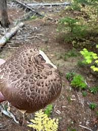 Attēlu rezultāti vaicājumam “Sarcodon imbricatum”