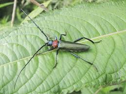 Attēlu rezultāti vaicājumam “Aromia moschata”