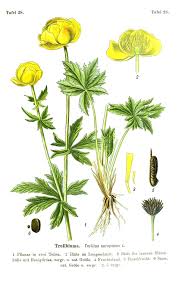 Attēlu rezultāti vaicājumam “Trollius europaeus leaf”