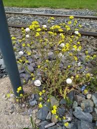 Attēlu rezultāti vaicājumam “Senecio vernalis leaf”