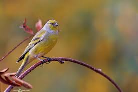 Image result for Carduelis citrinella