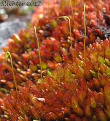 Attēlu rezultāti vaicājumam “Bryum”