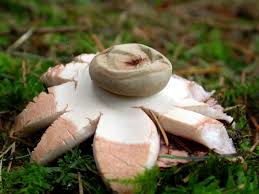 Attēlu rezultāti vaicājumam “Geastrum rufescens”
