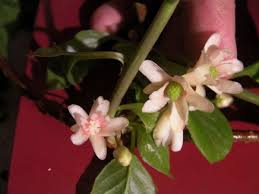 Attēlu rezultāti vaicājumam “Schisandra chinensis flower”