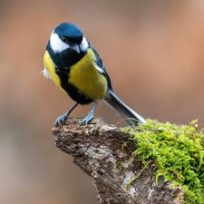 Attēlu rezultāti vaicājumam “Parus major male”