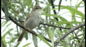 Image result for Phylloscopus schwarzi