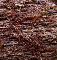 Attēlu rezultāti vaicājumam “Nowellia curvifolia sporophyte”