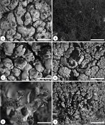 Attēlu rezultāti vaicājumam “Cystocoleus ebeneus”