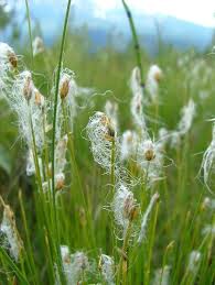 Attēlu rezultāti vaicājumam “Trichophorum alpinum”