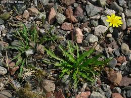 Attēlu rezultāti vaicājumam “Leontodon autumnalis”