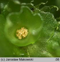 Attēlu rezultāti vaicājumam “Barbilophozia barbata”