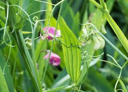 Attēlu rezultāti vaicājumam “Lathyrus sylvestris bud”