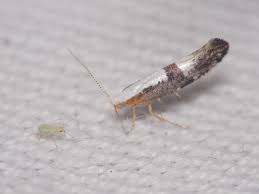 Attēlu rezultāti vaicājumam “Argyresthia spinosella”