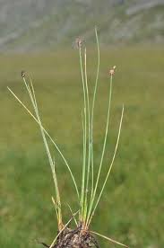 Attēlu rezultāti vaicājumam “Eleocharis quinqueflora”