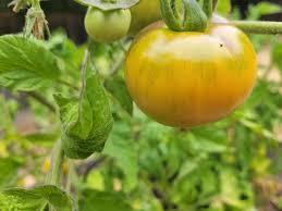 Afbeeldingsresultaat voor blushing yellow tomato