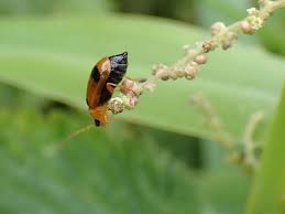 Attēlu rezultāti vaicājumam “Phyllobrotica quadrimaculata”
