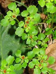 Attēlu rezultāti vaicājumam “Chrysosplenium alternifolium fruit”
