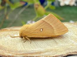 Attēlu rezultāti vaicājumam “Lasiocampa quercus imago”