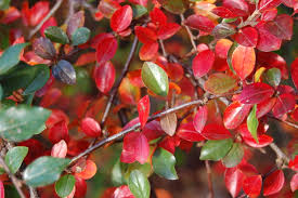 Attēlu rezultāti vaicājumam “Cotoneaster divaricatus”