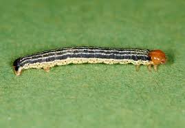 Attēlu rezultāti vaicājumam “Hydria undulata”