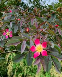 Attēlu rezultāti vaicājumam “Rosa glauca flower”