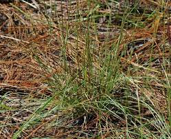 Attēlu rezultāti vaicājumam “Jamesoniella autumnalis sporophyte”