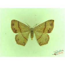 Attēlu rezultāti vaicājumam “Cyclophora punctaria”