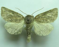 Attēlu rezultāti vaicājumam “Chortodes fluxa”