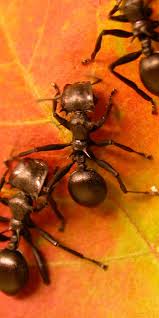 Attēlu rezultāti vaicājumam “Formicidae”