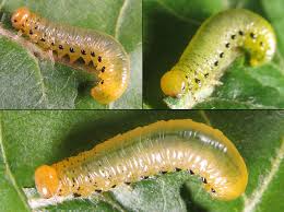 Attēlu rezultāti vaicājumam “Pristiphora maesta larva”