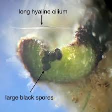 Attēlu rezultāti vaicājumam “Riccia sorocarpa macro”