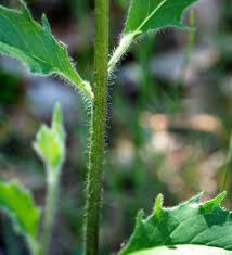 Attēlu rezultāti vaicājumam “Hieracium vulgatum”