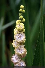 Attēlu rezultāti vaicājumam “Sparganiaceae”