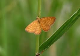 Attēlu rezultāti vaicājumam “Idaea serpentata”