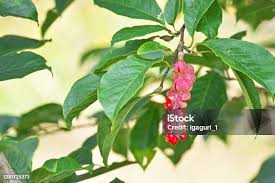 Attēlu rezultāti vaicājumam “Magnolia kobus fruit”