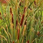 Attēlu rezultāti vaicājumam “Typha latifolia fruit”