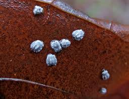 Attēlu rezultāti vaicājumam “Aleurochiton aceris”