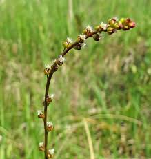 Attēlu rezultāti vaicājumam “Triglochin palustre”