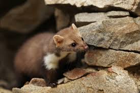 Attēlu rezultāti vaicājumam “Martes martes”