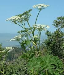 Attēlu rezultāti vaicājumam “Heracleum”