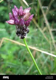 Attēlu rezultāti vaicājumam “Allium scorodoprasum fruit”