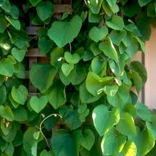 Attēlu rezultāti vaicājumam “Aristolochia durior”