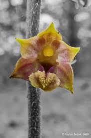 Attēlu rezultāti vaicājumam “Epipactis atrorubens bud”