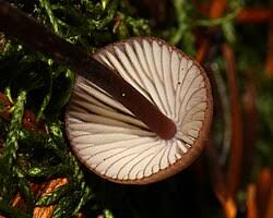 Attēlu rezultāti vaicājumam “Mycena purpureofusca”