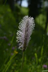 Attēlu rezultāti vaicājumam “Plantago media”